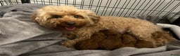 Toy Poodle dogs for sale: ***Stunning fox red Toy Poodle puppies*** - Advert 2