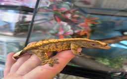 Gecko reptiles for sale: Crested geckos for sale  - Image 9