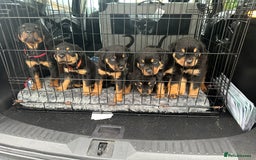Rottweiler dogs for sale: Rottweiler puppies  - Advert 36
