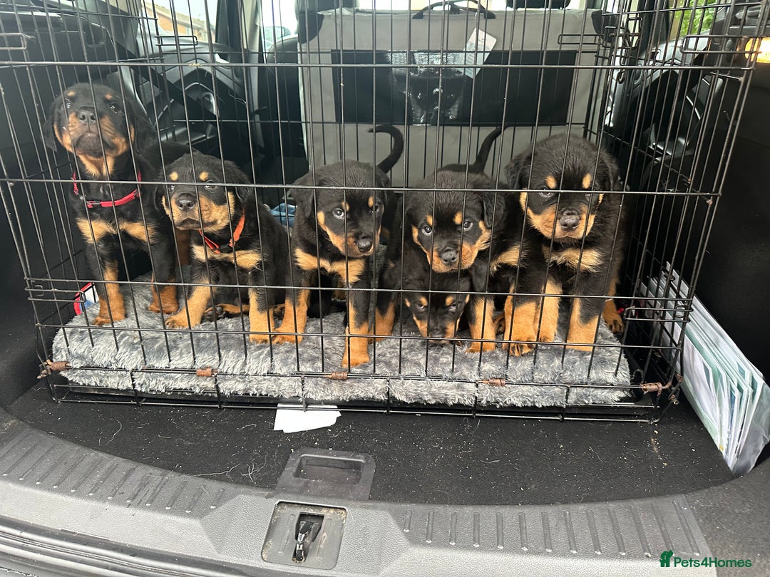 Rottweiler dogs for sale: Rottweiler puppies  - Advert 36