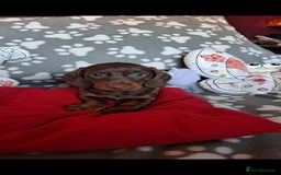 Dachshund dogs for sale: Beautiful Dachshund Puppies - Advert 12