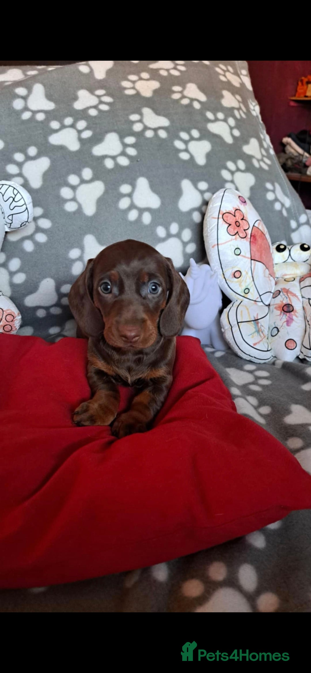 Dachshund dogs for sale: Beautiful Dachshund Puppies - Advert 12