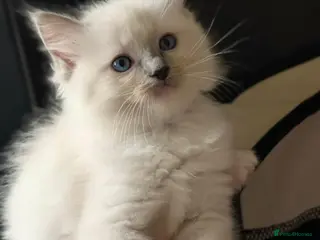Ragdoll cats Ragdoll Kittens - Advert 1