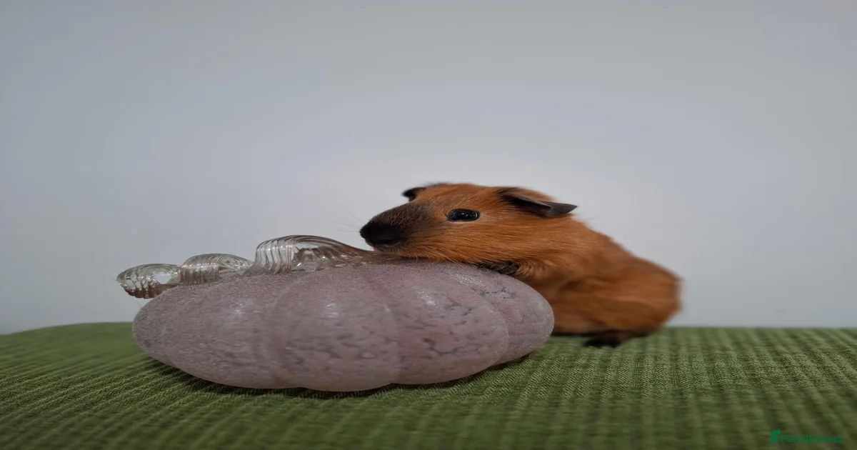 Guinea Pig Rodents for sale in Coventry, West Midlands | Pets4Homes