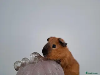Guinea Pig rodents Hotdog the Red californian Boar - Advert 4