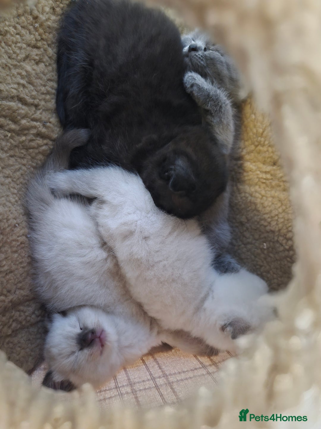 Scottish Fold cats for sale: Scottish fold x Siamese  - Image 6
