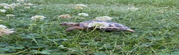 Mixed Breed reptiles for sale: Mixed reptiles for new homes  - Advert 5