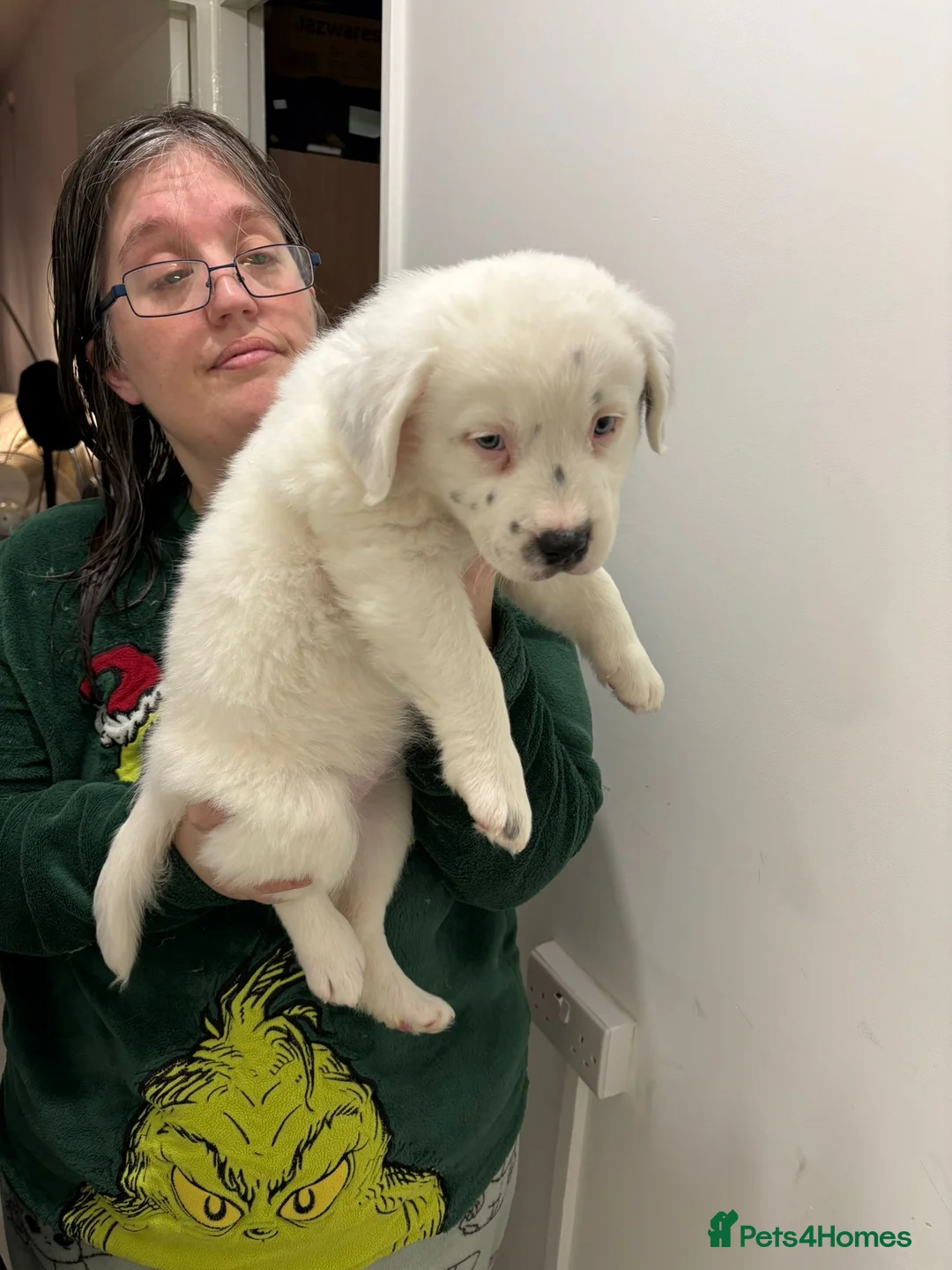 Staffordshire Bull Terrier dogs for sale: Little snowy princess  - Advert 11