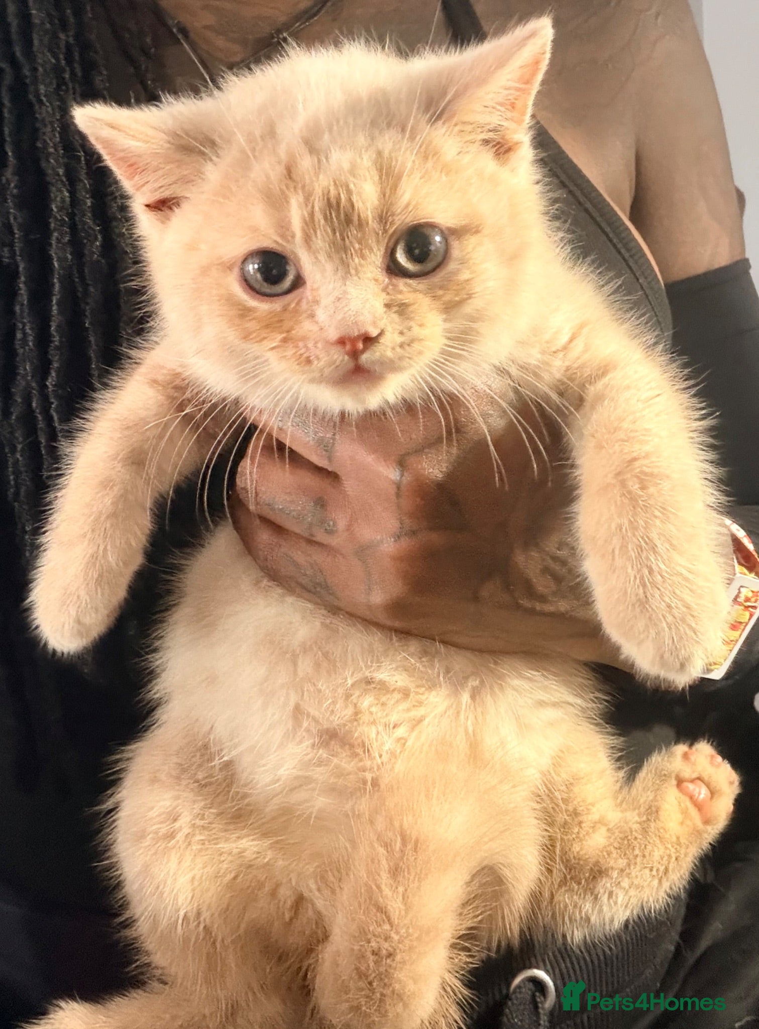 British Shorthair cats TWO MALE CREAM BRITISH SHORTHAIRS FOR SALE  - Advert 1