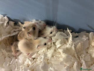 Hamster rodents - Advert 6