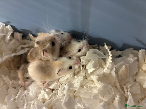 Hamster rodents - Advert 3