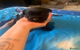 Labrador Retriever dogs for sale: Labrador puppys - Image 30