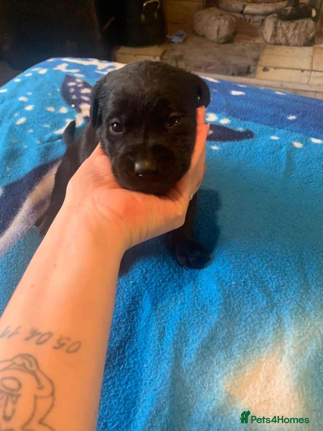 Labrador Retriever dogs for sale: Labrador puppys - Image 30