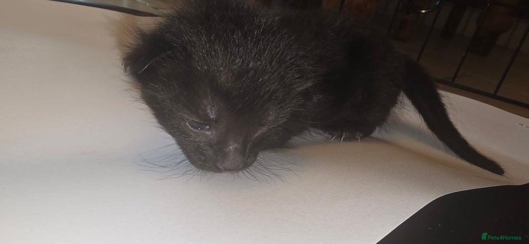 Siamese cats for sale: Siamese X British short hair *2 available  - Image 7