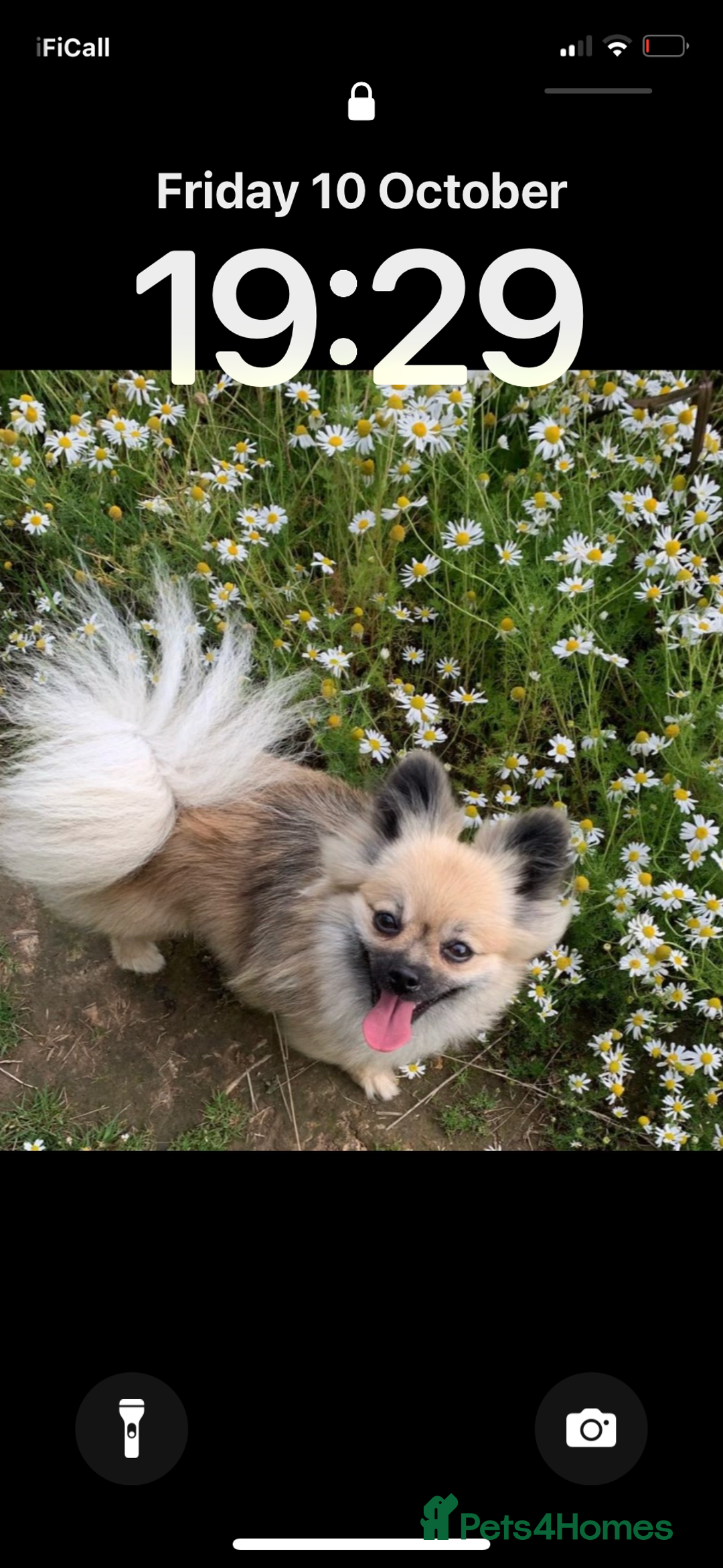 Pomeranian dogs for sale: 5⭐️ 🏆 champion bloodline Pomeranians  - Image 4