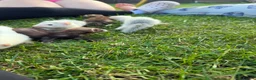 Ferret rodents for sale: Baby ferrets MIXED  - Advert 4