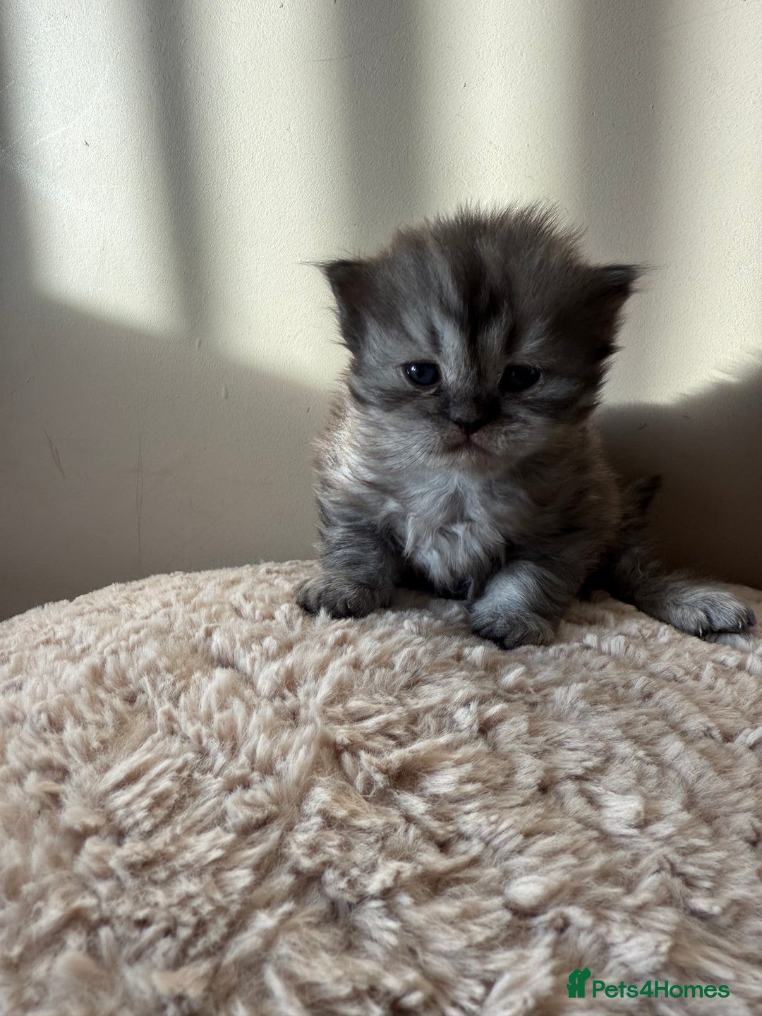 Persian cats for sale: Gorgeous Persian Kittens  - Advert 5