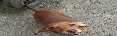 Miniature Dachshund 1