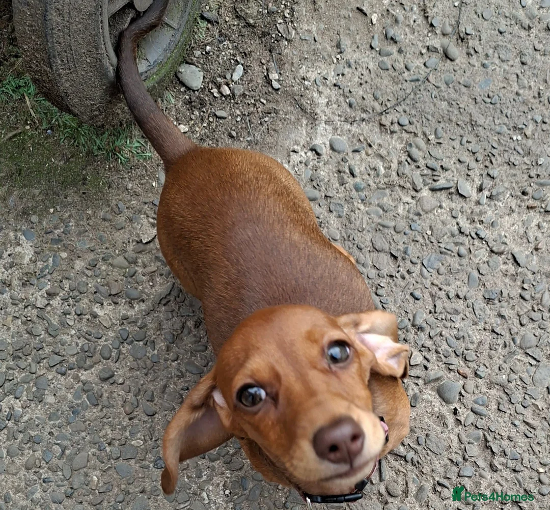 Miniature Dachshund dogs for sale: Lovely friendly little dachshund girl  - Advert 2