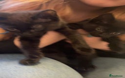 Mixed Breed cats for sale: 2 male kittens for sale  - Image 3