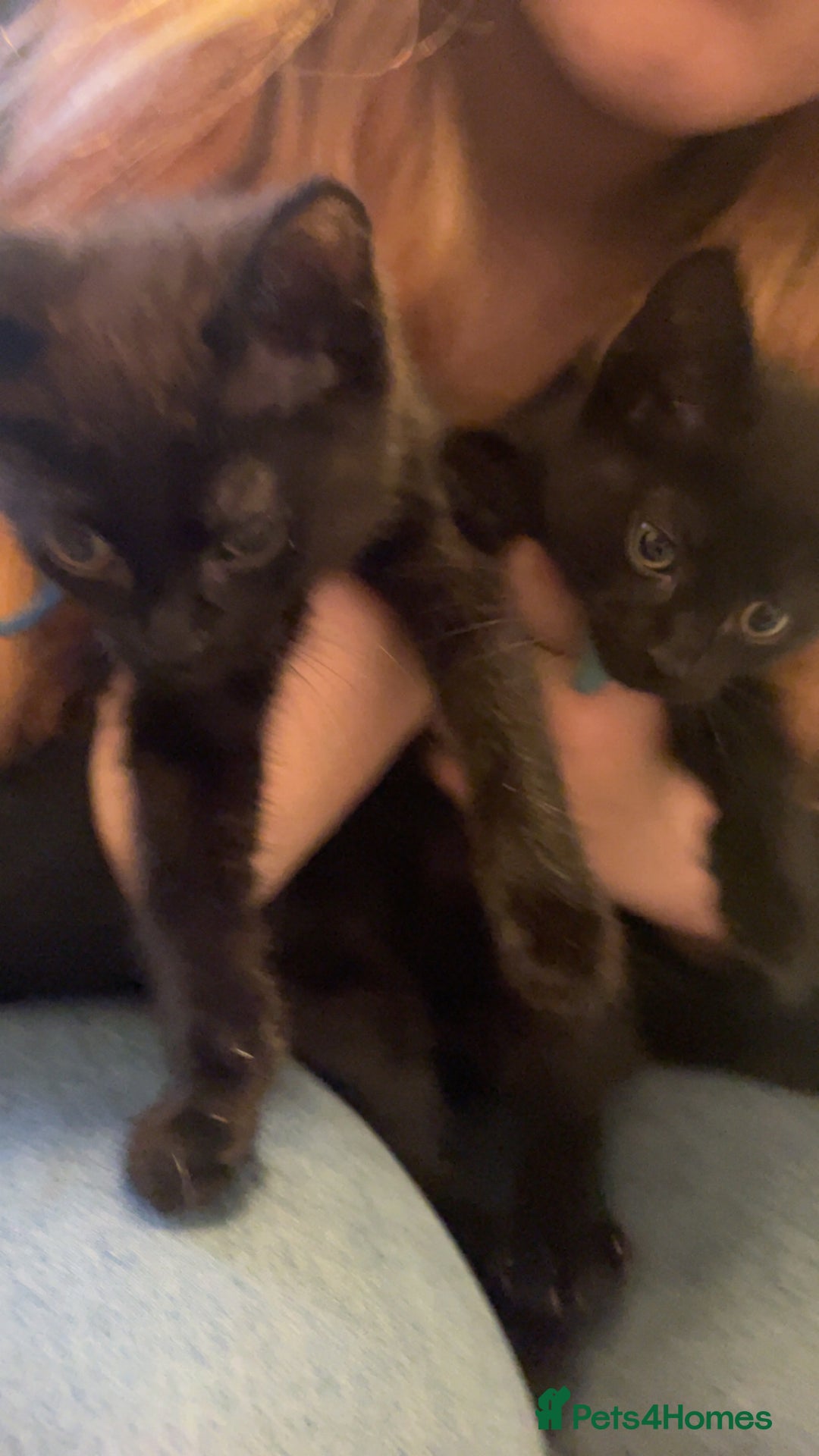 Mixed Breed cats for sale: 2 male kittens for sale  - Image 3