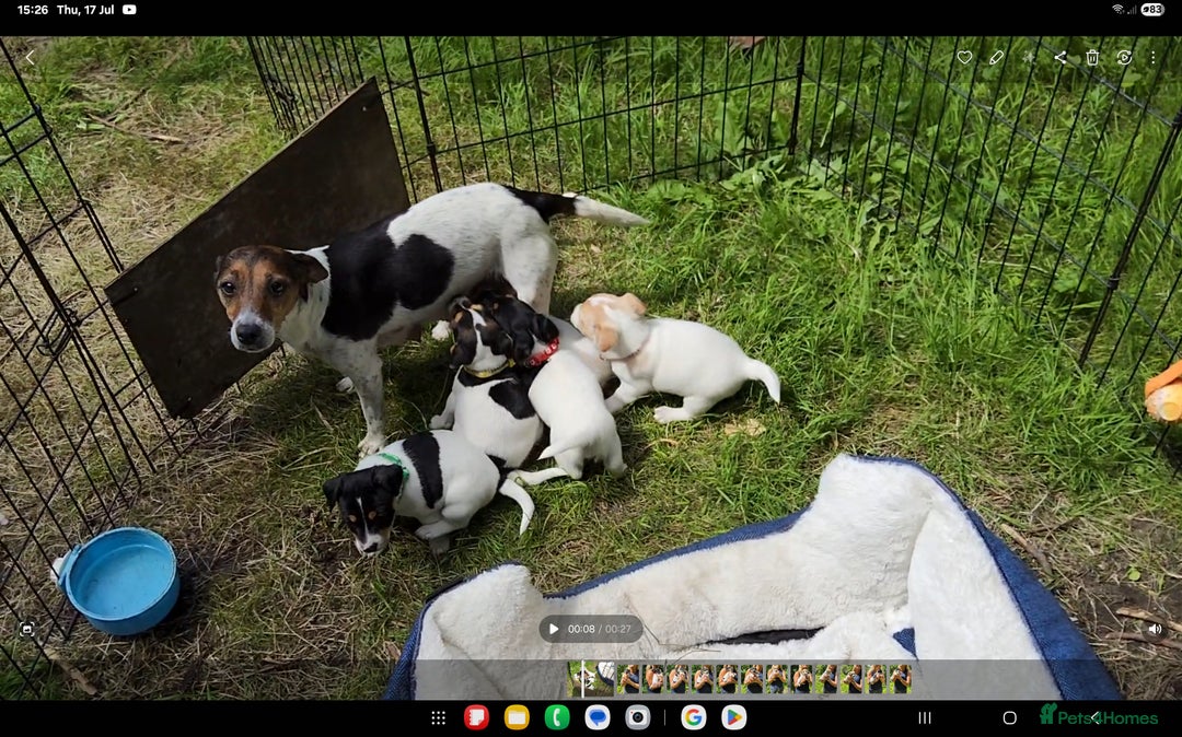 Jack Russell dogs for sale: Tri coloured & caramel JRT pups from organic farm - Image 13