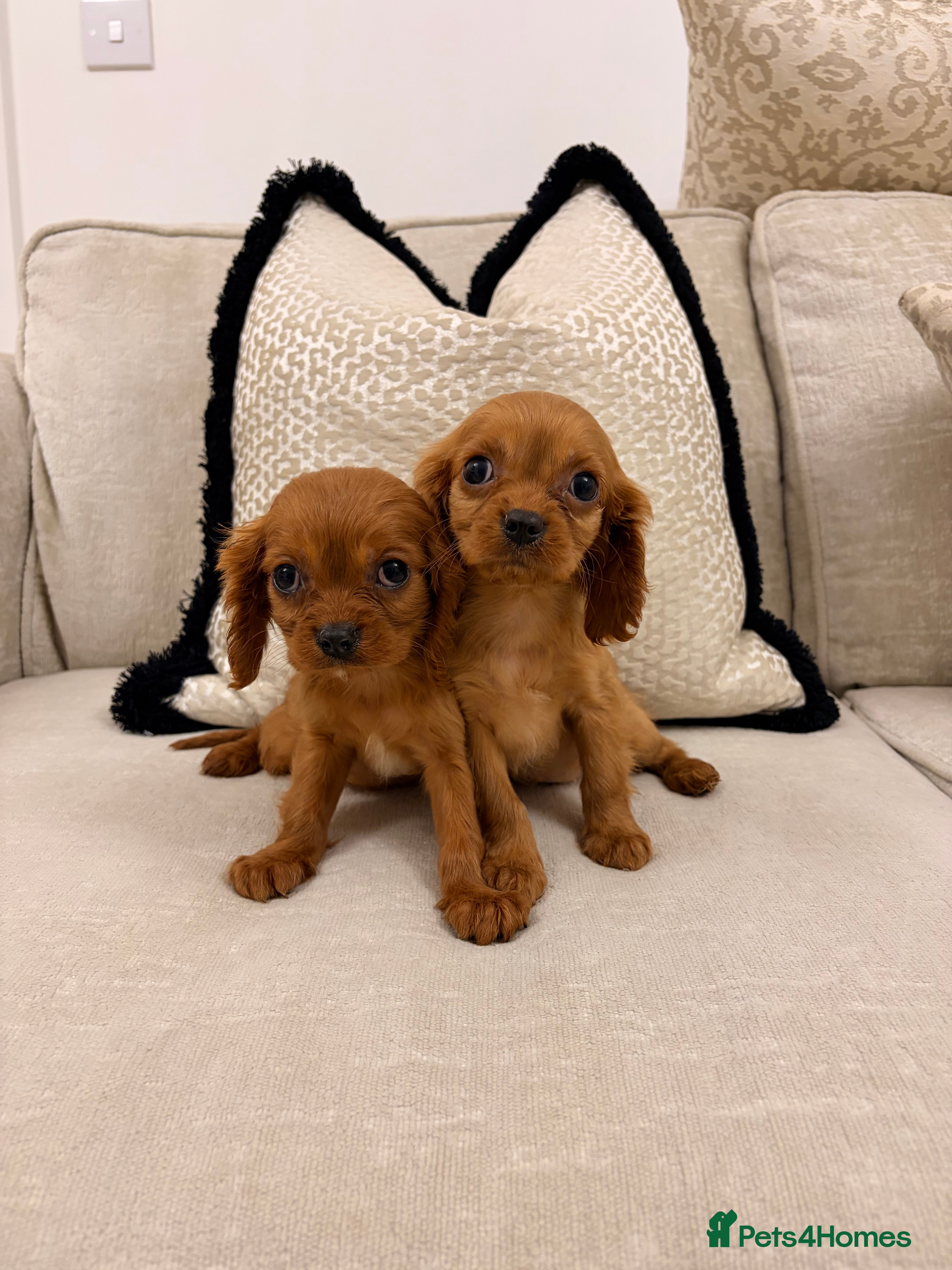 Cavalier King Charles Spaniel dogs Cavalier king Charles puppies  - Advert 1