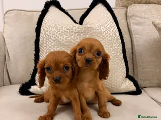 Cavalier King Charles Spaniel dogs Cavalier king Charles puppies - Advert 1