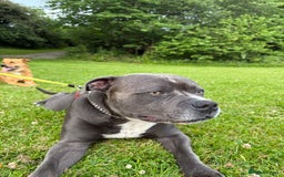 Mixed Breed dogs for sale: 1 boy left for £250 - Image 6