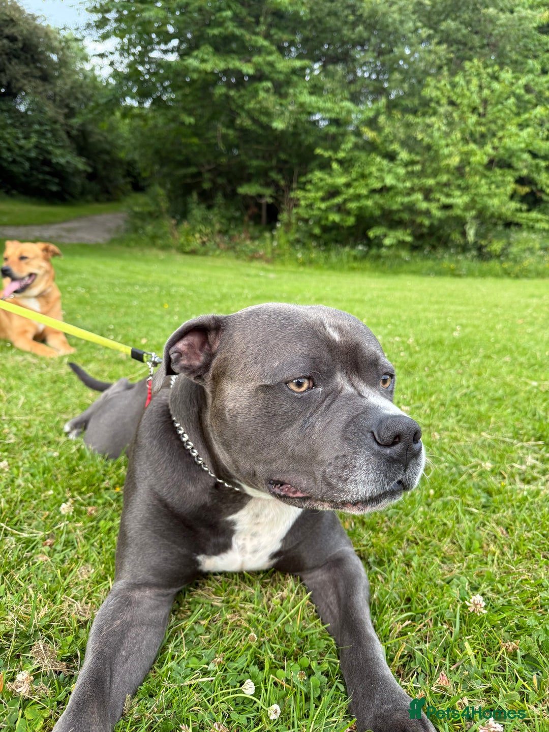 Mixed Breed dogs for sale: 1 boy left for £250 - Image 6