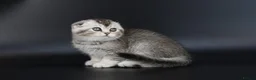 Scottish Fold cats for sale: LICENSED CATTERY PURE BREED TOP QUALITY KITTENS - Advert 33