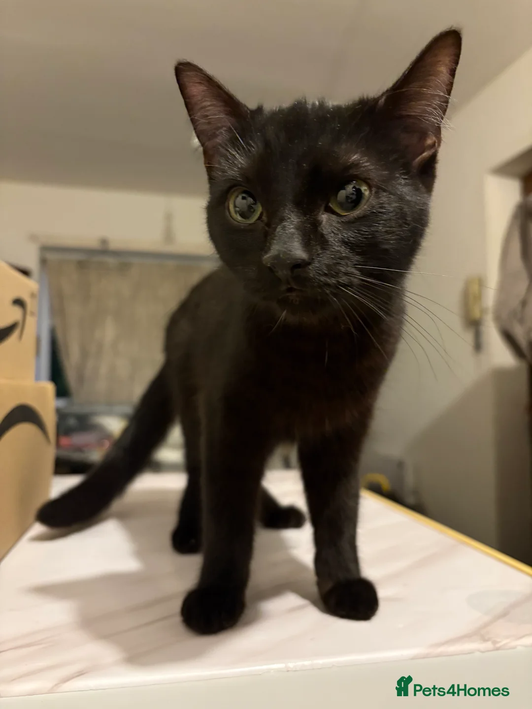 Gallery Image {{count}}