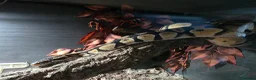Snake reptiles for sale: Royal Pythons, Boa, Olive python Hoggies, Tortoise in Andover - Advert 14