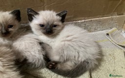 Ragdoll cats for sale: Ragdoll Kittens in Boston - Image 17