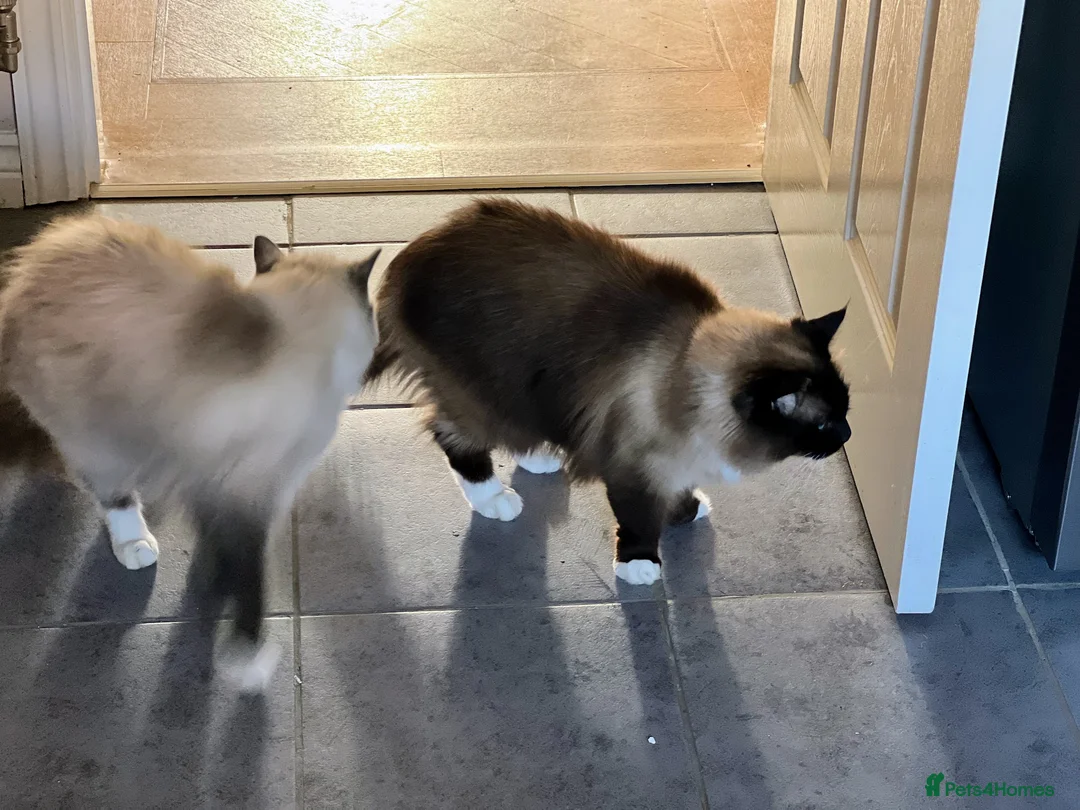 Ragdoll cats for sale: Ragdoll Brothers, 3yo, Neutered Pair, Microchipped - Advert 4