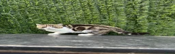 Exotic cats for sale: Hello my name is Agnus - Advert 6