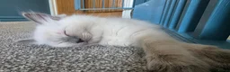 Ragdoll cats for sale: Beautiful Ragdoll kittens including Mink - Advert 14