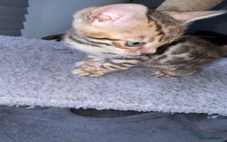 Bengal cats for sale: Stunning bengal kittens  - Image 8