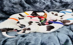 English Springer Spaniel dogs for sale: KC Quality English Springer Spaniels - Image 14