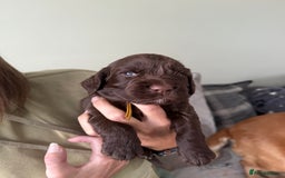 Cocker Spaniel dogs for sale: Cocker Spaniel Puppies - Image 8