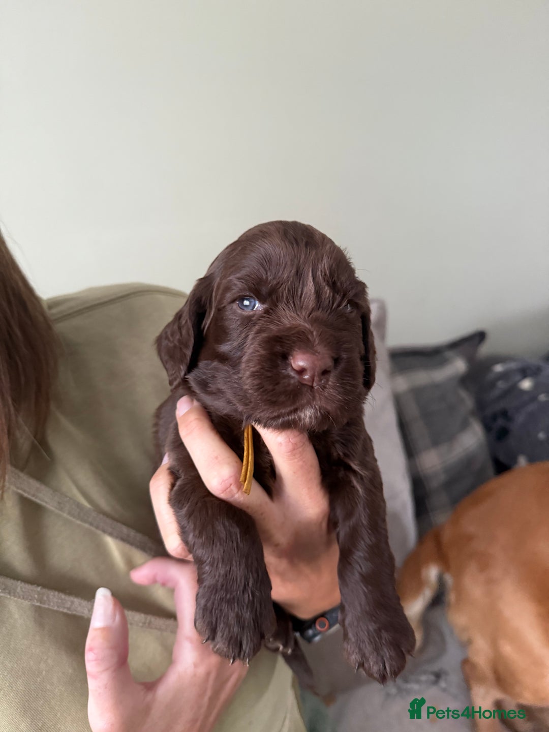Cocker Spaniel dogs for sale: Cocker Spaniel Puppies - Image 8