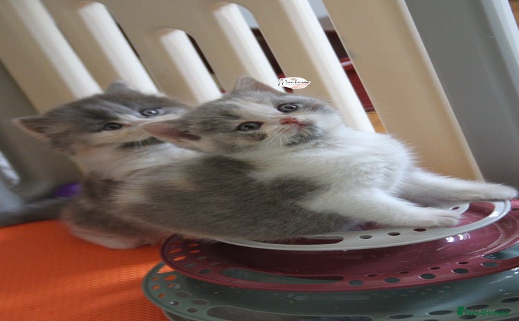 British Shorthair cats - Advert 5
