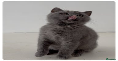 British Shorthair cats - Advert 6