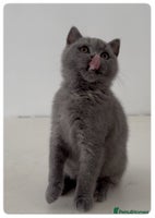 British Shorthair cats - Advert 6