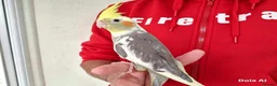 Cockatiels birds for sale: Super hand tamed baby cockatiel for sale - Advert 11