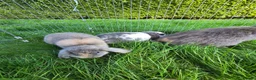 Mini Lop rabbits for sale: Mini lops *3 Girls, 1 Boy* - Advert 3