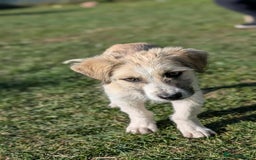 Mixed Breed dogs for adoption: Boo for adoption - Advert 4