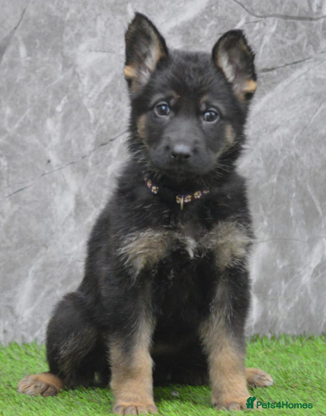 German Shepherd dogs for sale: KC Registered Working Line German Shepherd Puppies - Advert 8