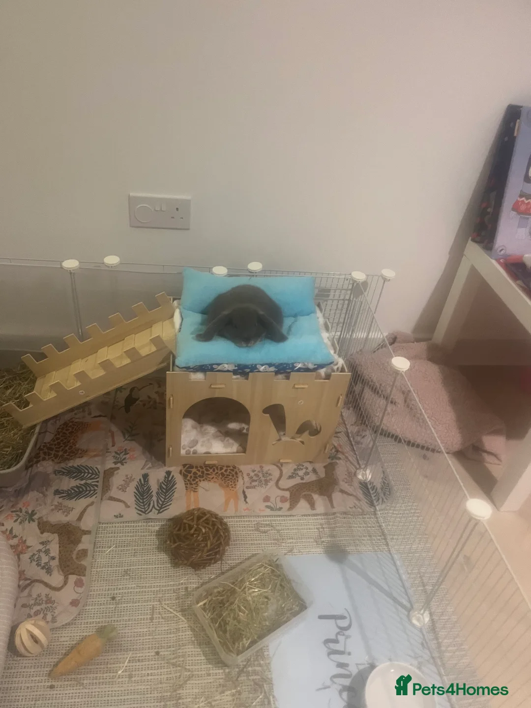 Mini Lop rabbits for sale: Gorgeous mini lop blue doe - Advert 4