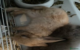 Lionhead rabbits for sale: ⭐️Stunning pure lionheads⭐️ - Image 4